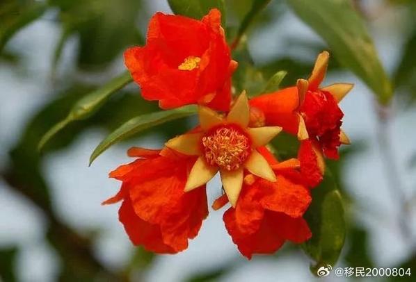 世界上最小的花是无花果吗？世界上最小的 花？  第6张