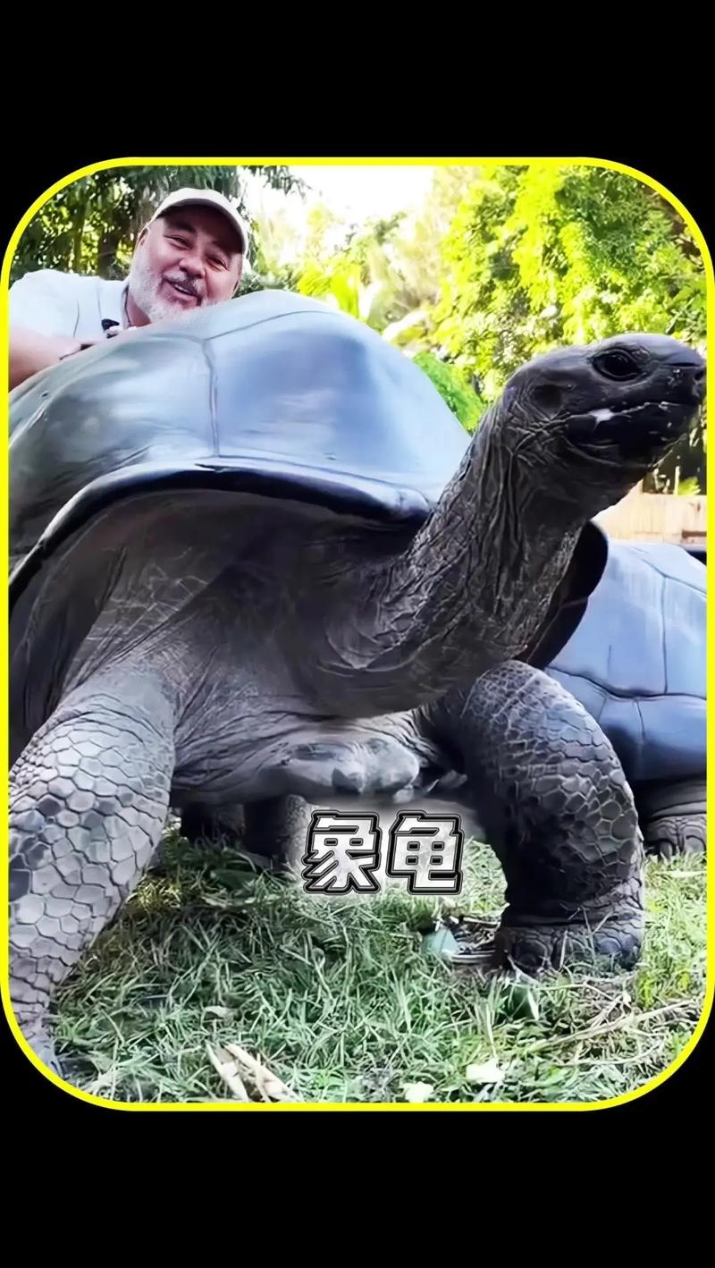 世界上最吓人的乌龟？世界上最吓人的乌龟长什么样？  第4张