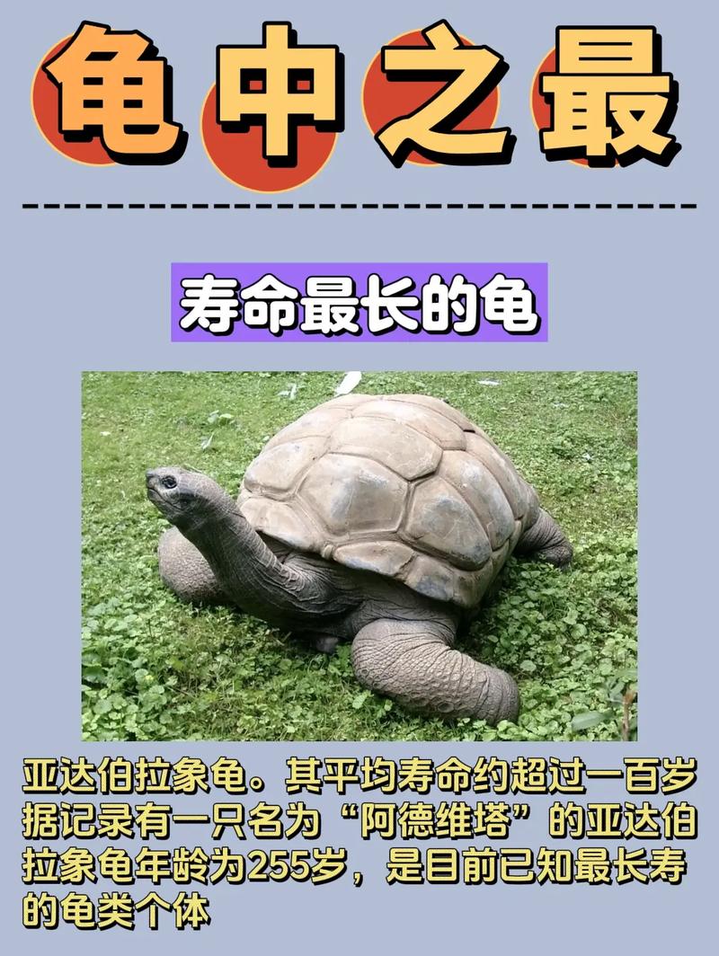 世界上最吓人的乌龟？世界上最吓人的乌龟长什么样？  第5张