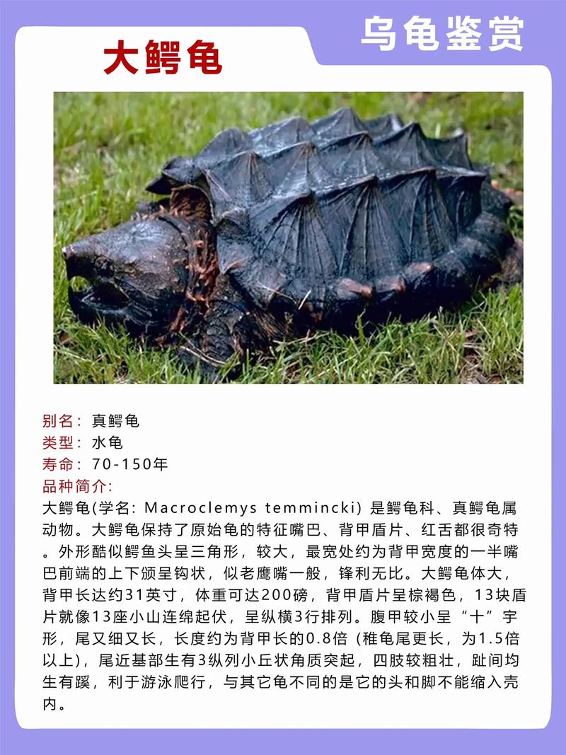 世界上最吓人的乌龟？世界上最吓人的乌龟长什么样？  第6张