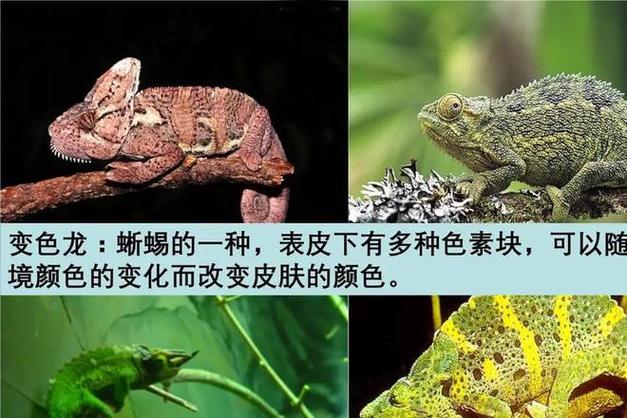 变色蛇视频？变色蛇会变色吗？  第3张