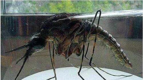 世界上最大的蚊子叫什么，世界最大的蚊子是什么  第2张