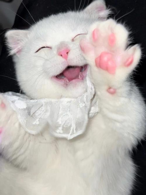 微笑猫的恐怖照片？微笑猫图？  第1张