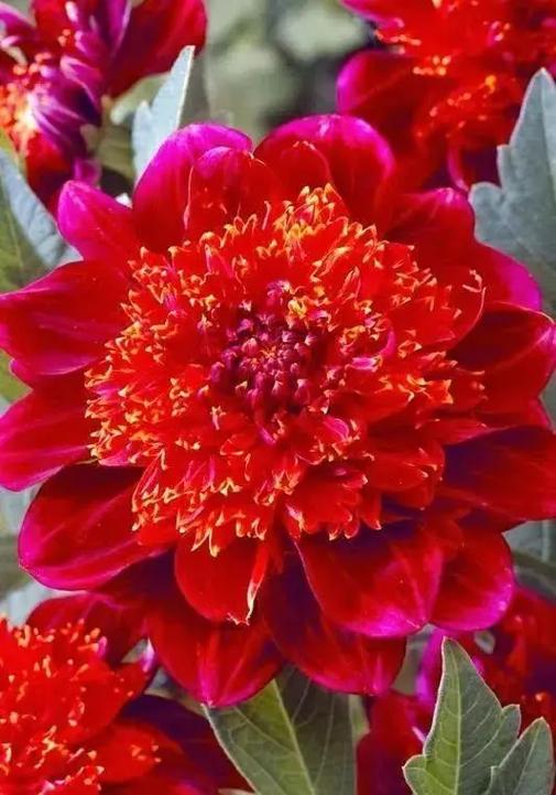 世界上最美最漂亮的花？世界上最美最漂亮的花园世界？  第2张