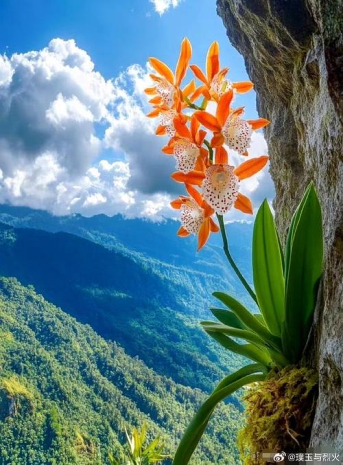 世界上最美最漂亮的花？世界上最美最漂亮的花园世界？  第4张