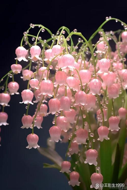 世界上最美最漂亮的花？世界上最美最漂亮的花园世界？  第6张