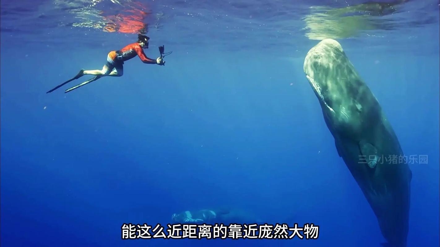 抹香鲸pk大王乌贼视频，抹香鲸vs大王乌贼!动画模拟？  第4张