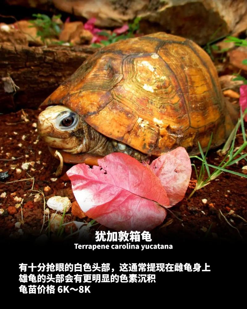 世界上体型最大的龟是什么鬼，世界上最大的5种龟？  第5张