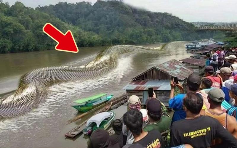中国最大的蛇出现在哪里，中国最大的蛇在什么地方？  第1张