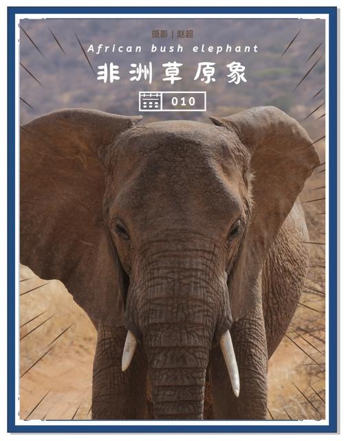 世界上最大的动物是大象吗，世界上最大的动物就是  第5张