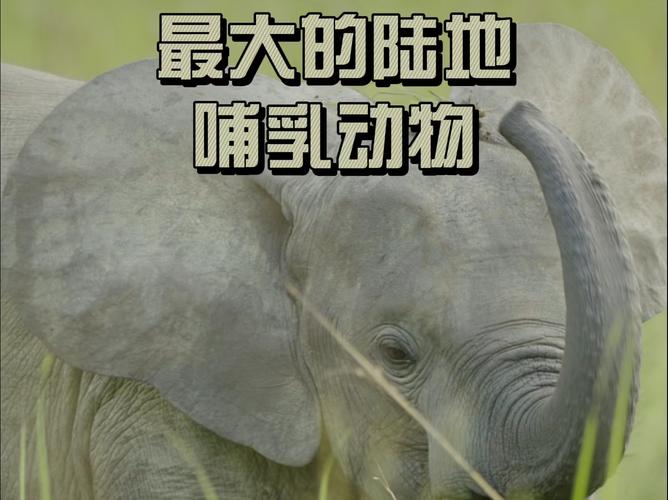 世界上最大的动物是大象吗，世界上最大的动物就是  第6张