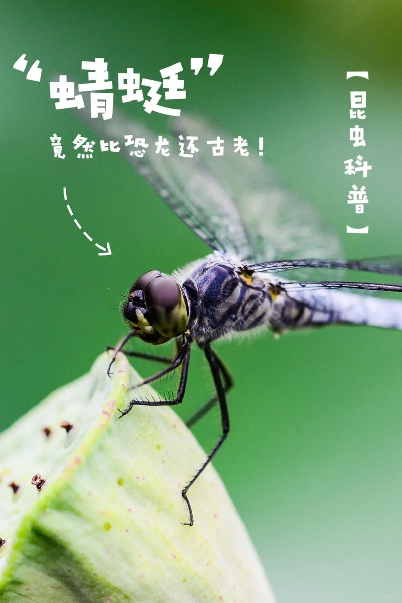 奇闻趣事100字？奇闻趣事两百字？  第2张