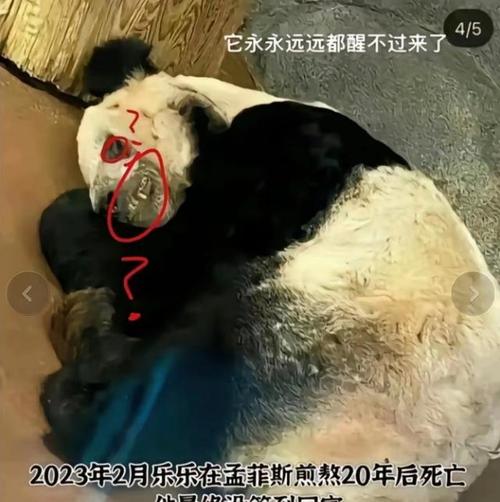 大熊猫去世名单，大熊猫 死亡  第1张