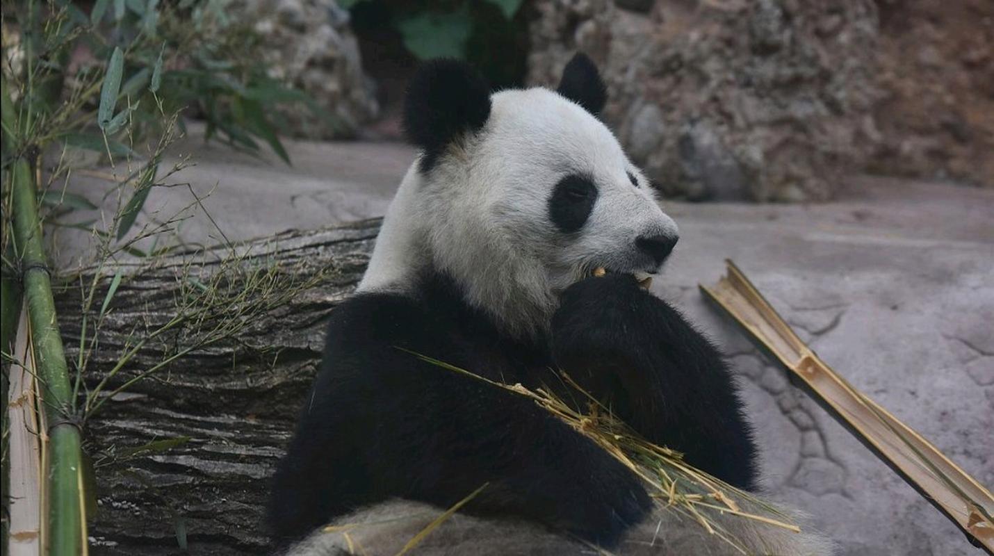大熊猫去世名单，大熊猫 死亡  第2张