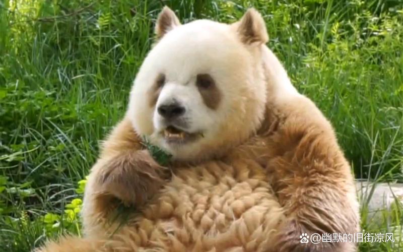 大熊猫去世名单，大熊猫 死亡  第4张