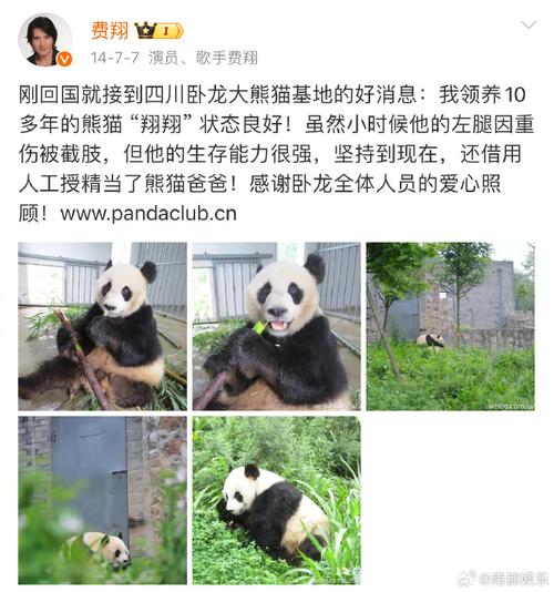 大熊猫去世名单，大熊猫 死亡  第6张