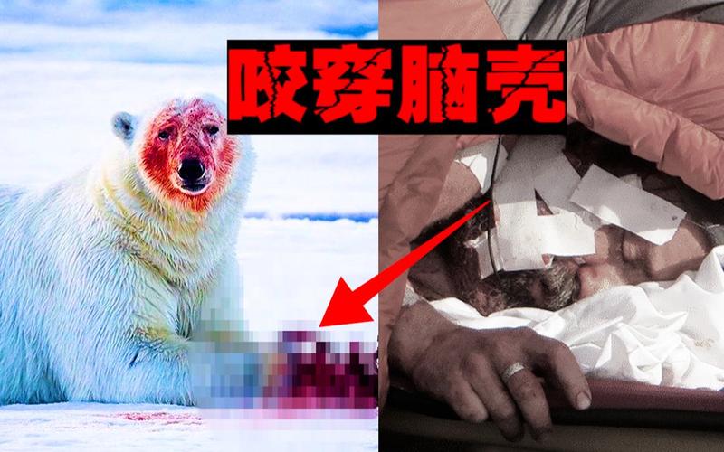 熊吃人事件，熊吃人惨状  第2张