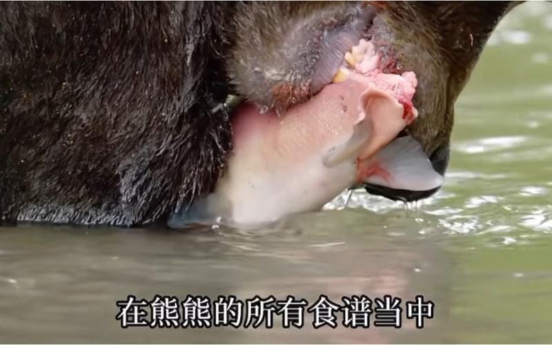 熊吃人事件，熊吃人惨状  第3张