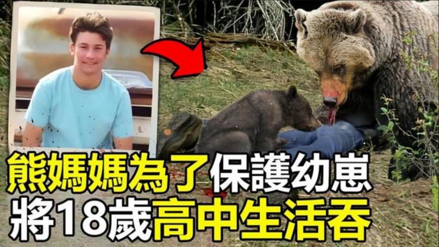 熊吃人事件，熊吃人惨状  第5张