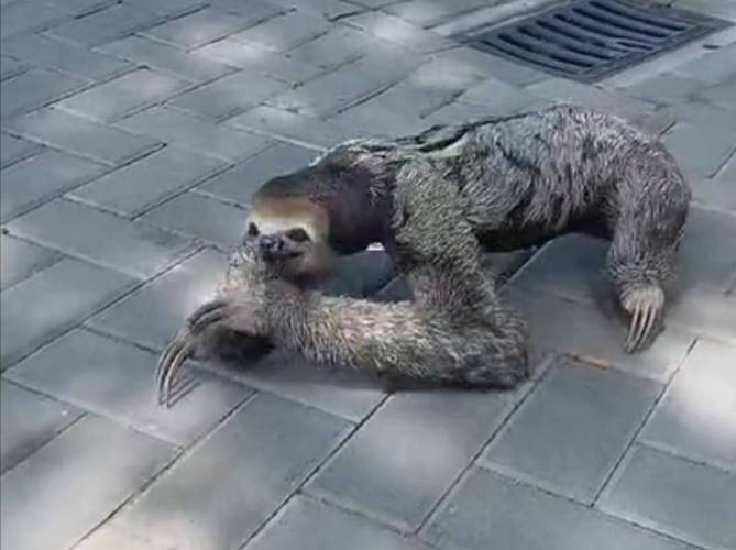 水猴水鬼吃人图片？水猴子水鬼吃人图片 抓人？  第1张