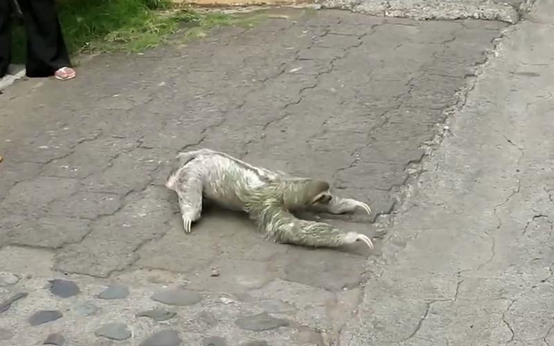 水猴水鬼吃人图片？水猴子水鬼吃人图片 抓人？  第3张