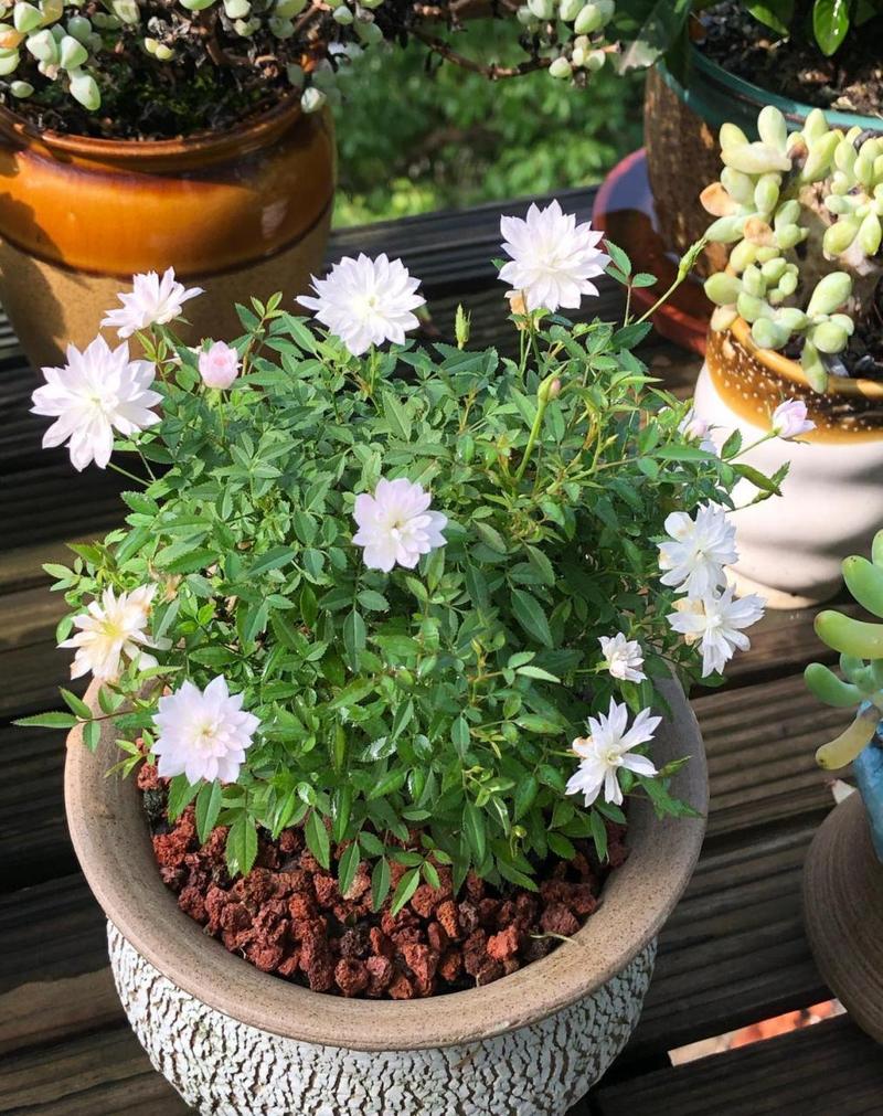 世界上最小的花是什么最大的花是什么？世界上最小的花是的花,连肉眼都看不清楚？  第1张