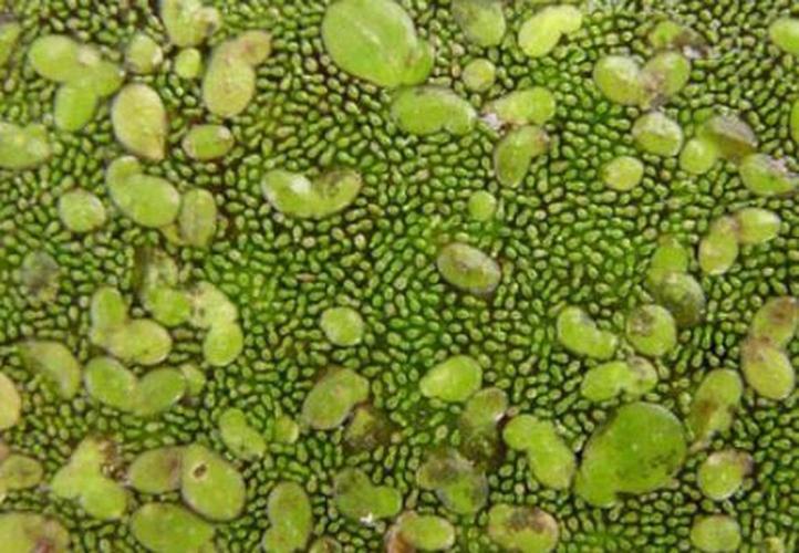 世界上最小的花是什么最大的花是什么？世界上最小的花是的花,连肉眼都看不清楚？  第5张