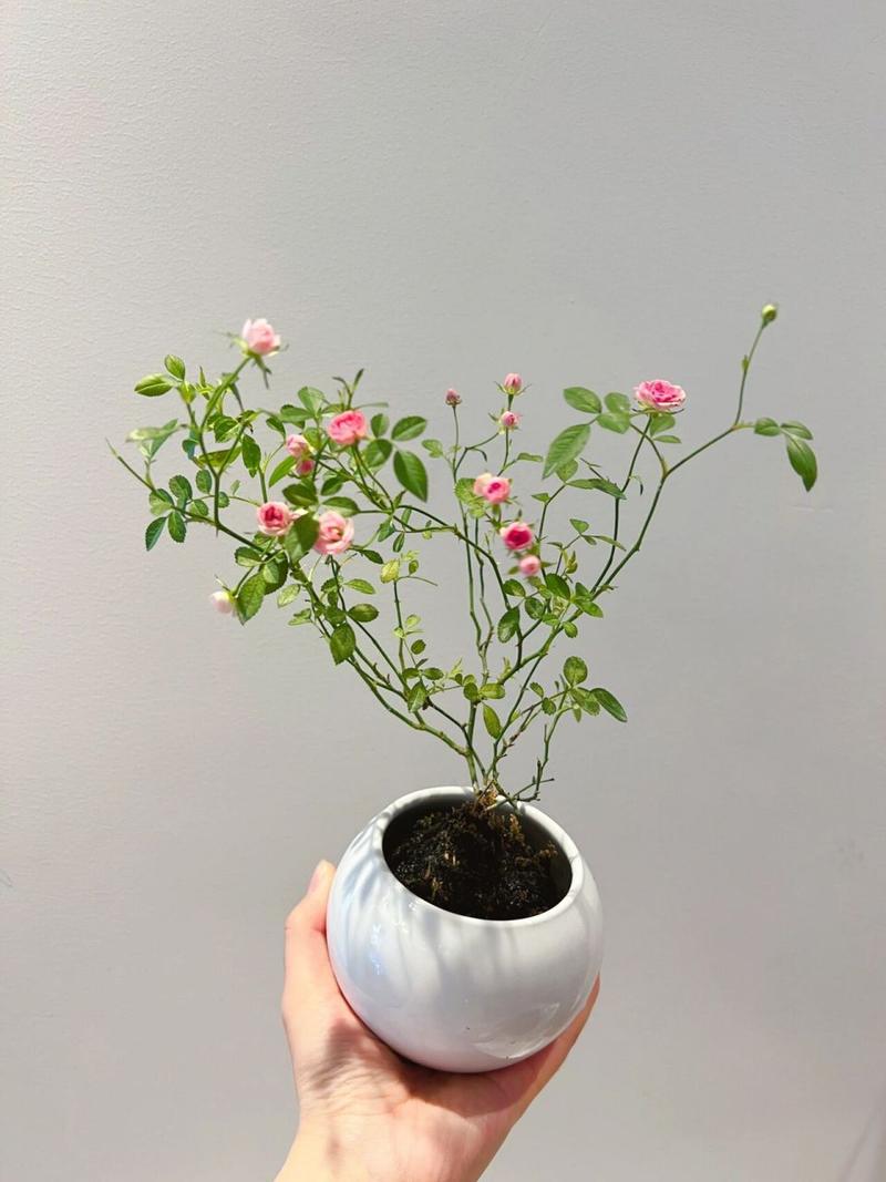 世界上最小的花是什么最大的花是什么？世界上最小的花是的花,连肉眼都看不清楚？  第6张