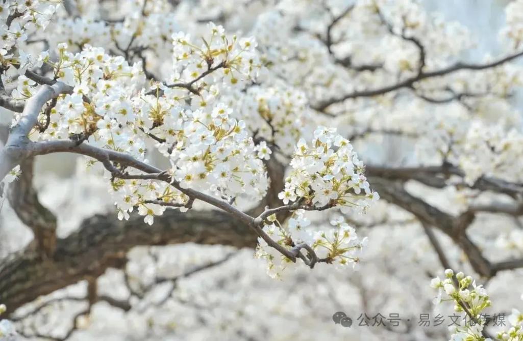魏县天气8月份天气？魏县20天天气预报？  第2张