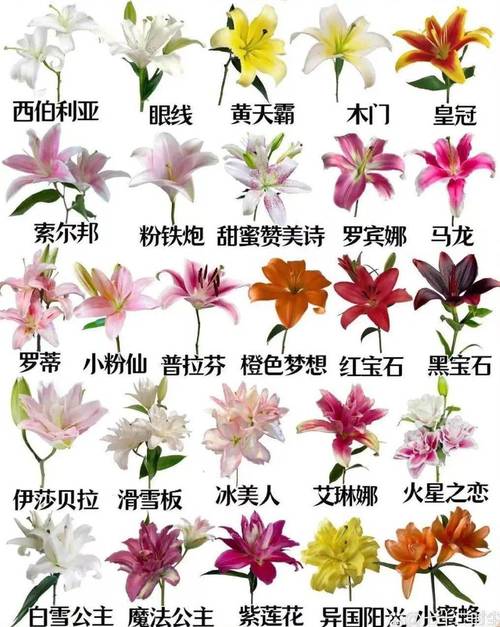 世界上有什么花?，世界上有什么花的名字叫什么  第4张
