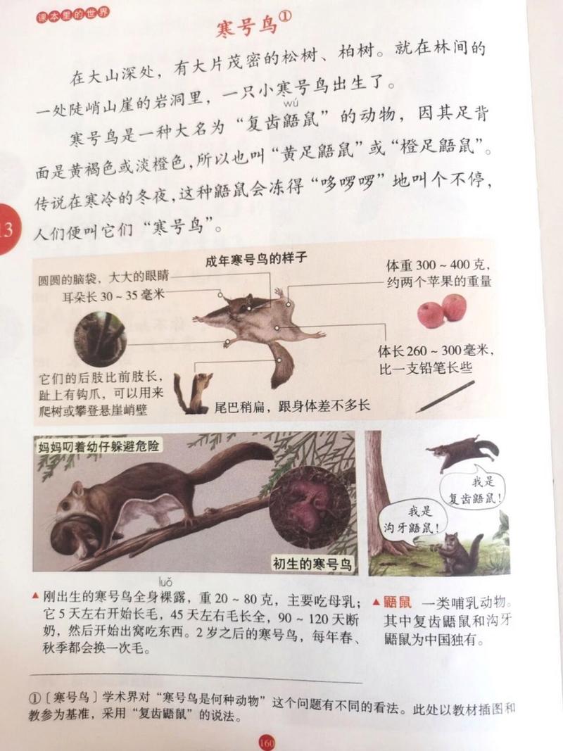 寒号鸟是鸟吗?为什么叫寒号鸟，寒号鸟是否一种鸟  第2张