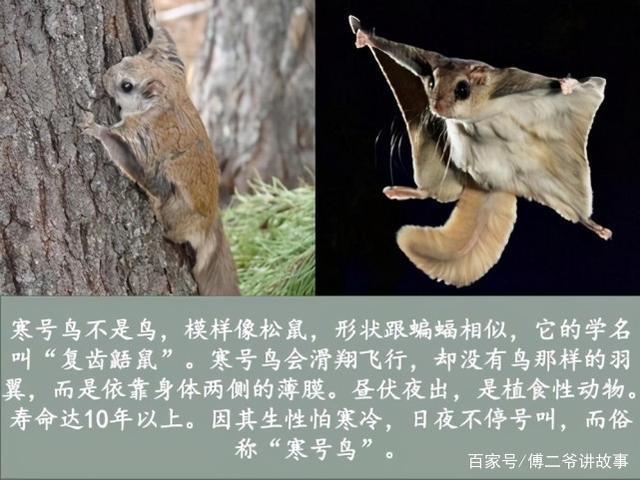 寒号鸟是鸟吗?为什么叫寒号鸟，寒号鸟是否一种鸟  第4张