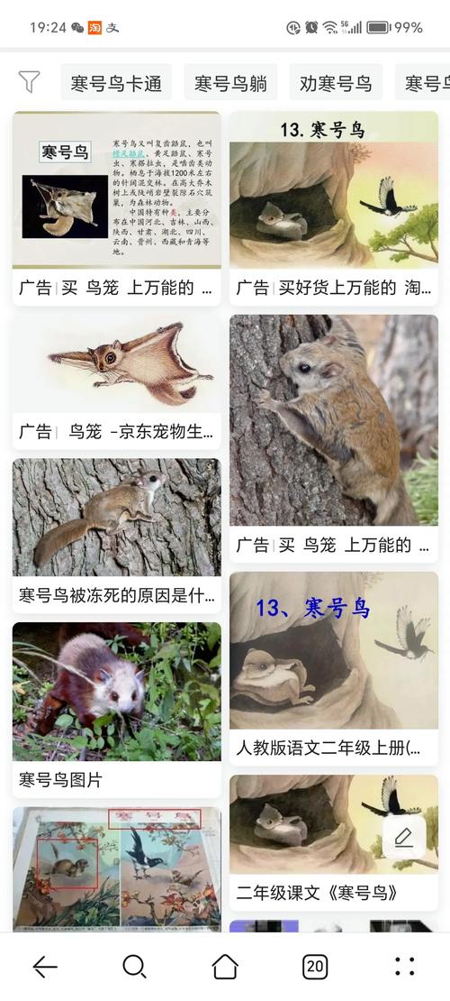寒号鸟是鸟吗?为什么叫寒号鸟，寒号鸟是否一种鸟  第5张