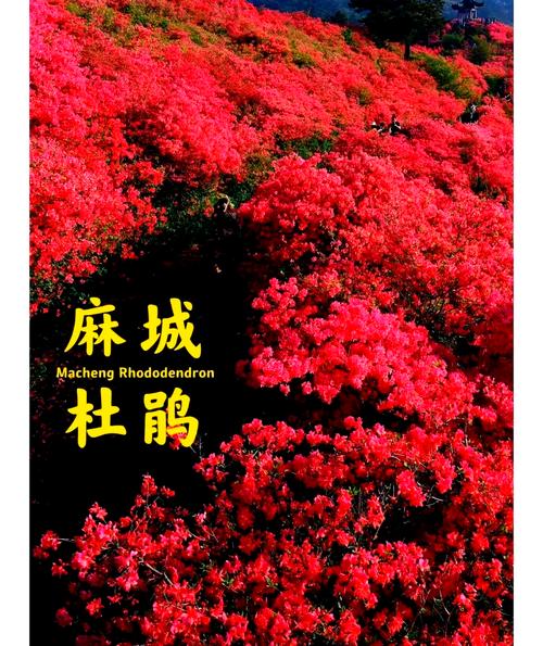麻城天气中国天气网，麻城的天气预报25~30？  第5张