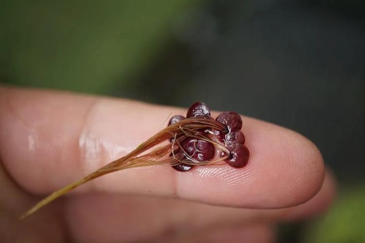 世界上最小的花连肉眼都看不清楚的是，世界最小的花是什么样得花?连肉眼都看不清?  第4张