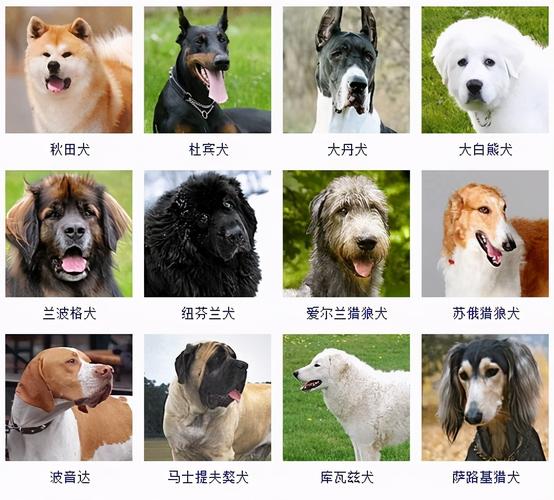 最贵的狗前十名，最贵的狗前十名图片？  第1张