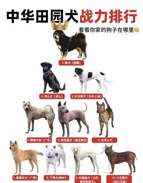 最贵的狗前十名，最贵的狗前十名图片？  第4张