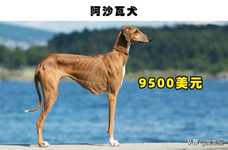 最贵的狗前十名，最贵的狗前十名图片？  第5张