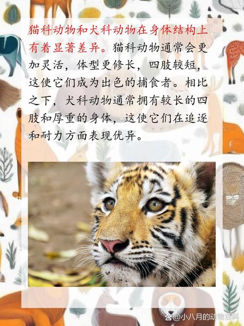 爪哇虎的图片，爪哇虎图片 灭绝  第2张