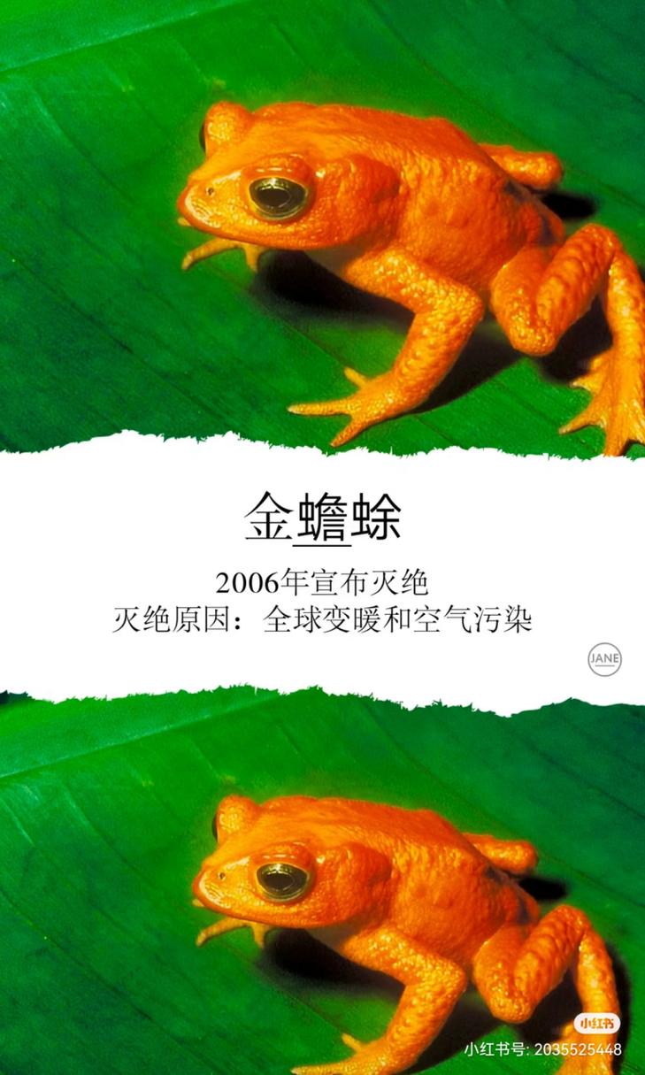 爪哇虎的图片，爪哇虎图片 灭绝  第5张