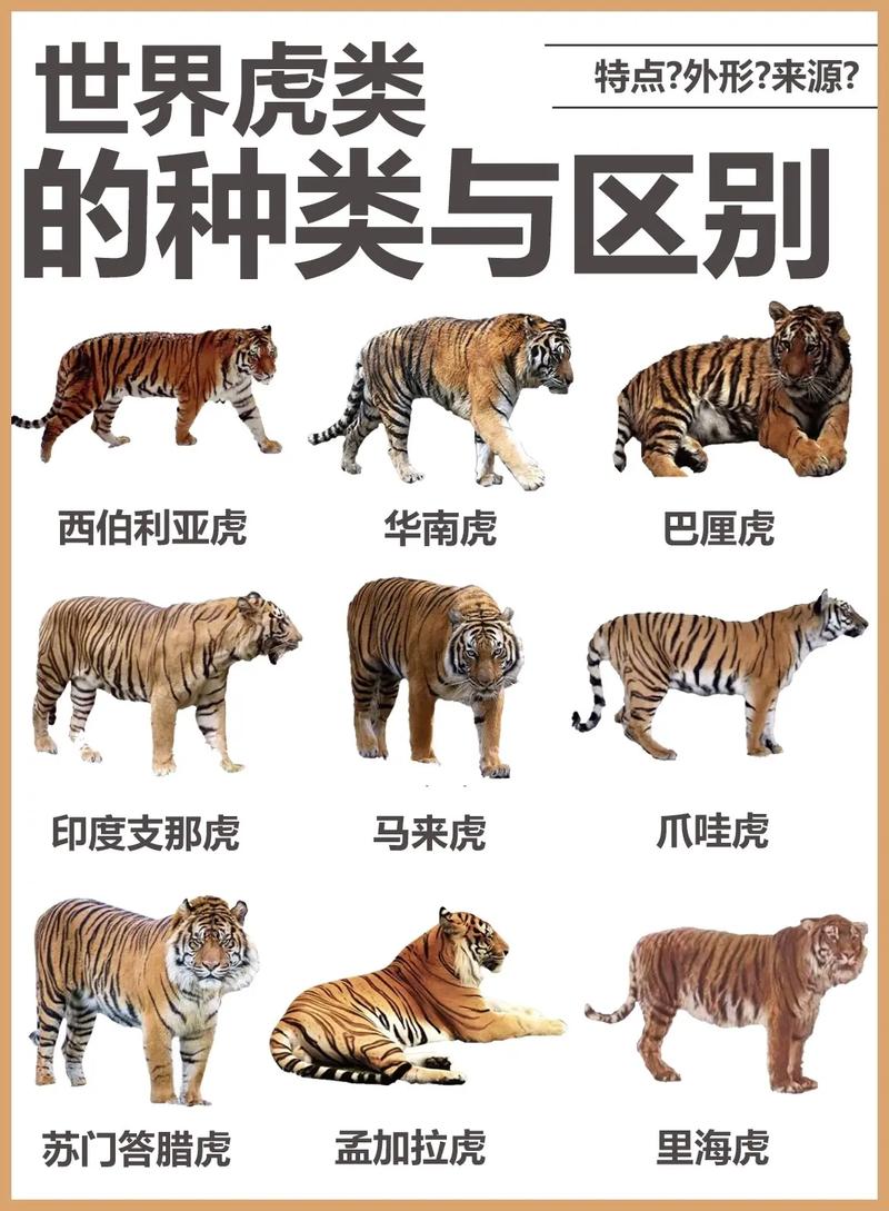 爪哇虎的图片，爪哇虎图片 灭绝  第6张