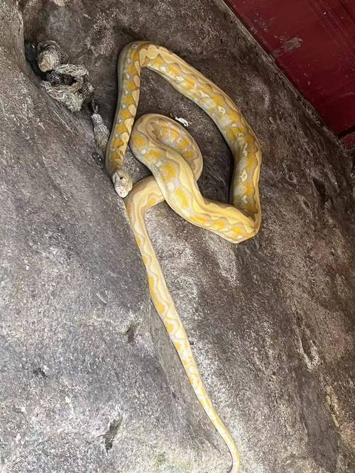 新宾蟒蛇事件，新宾蟒蛇事件真相  第3张