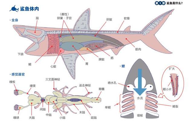 死鲨鱼图片吓人？死鲨鱼视频？  第4张