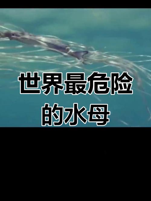 箱水母毒性，箱型水母的毒素  第5张