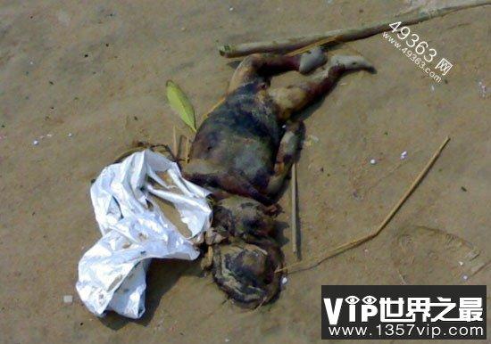 水猴子图片水鬼，水猴子图片真实图片  第1张