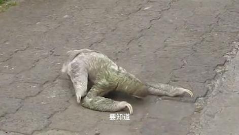 水猴子图片水鬼，水猴子图片真实图片  第4张