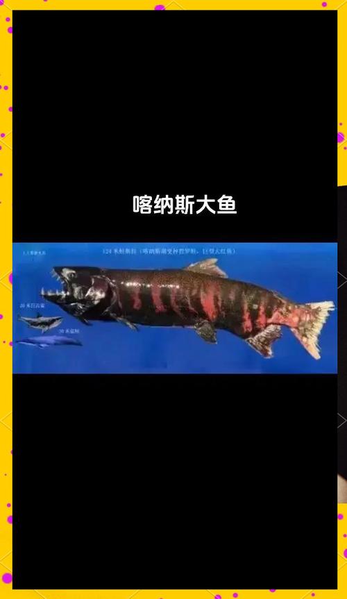 喀纳斯湖水怪真相，喀纳斯湖水怪真相全集视频？  第3张