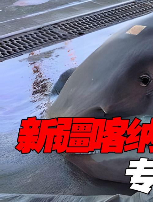 喀纳斯湖水怪真相，喀纳斯湖水怪真相全集视频？  第5张