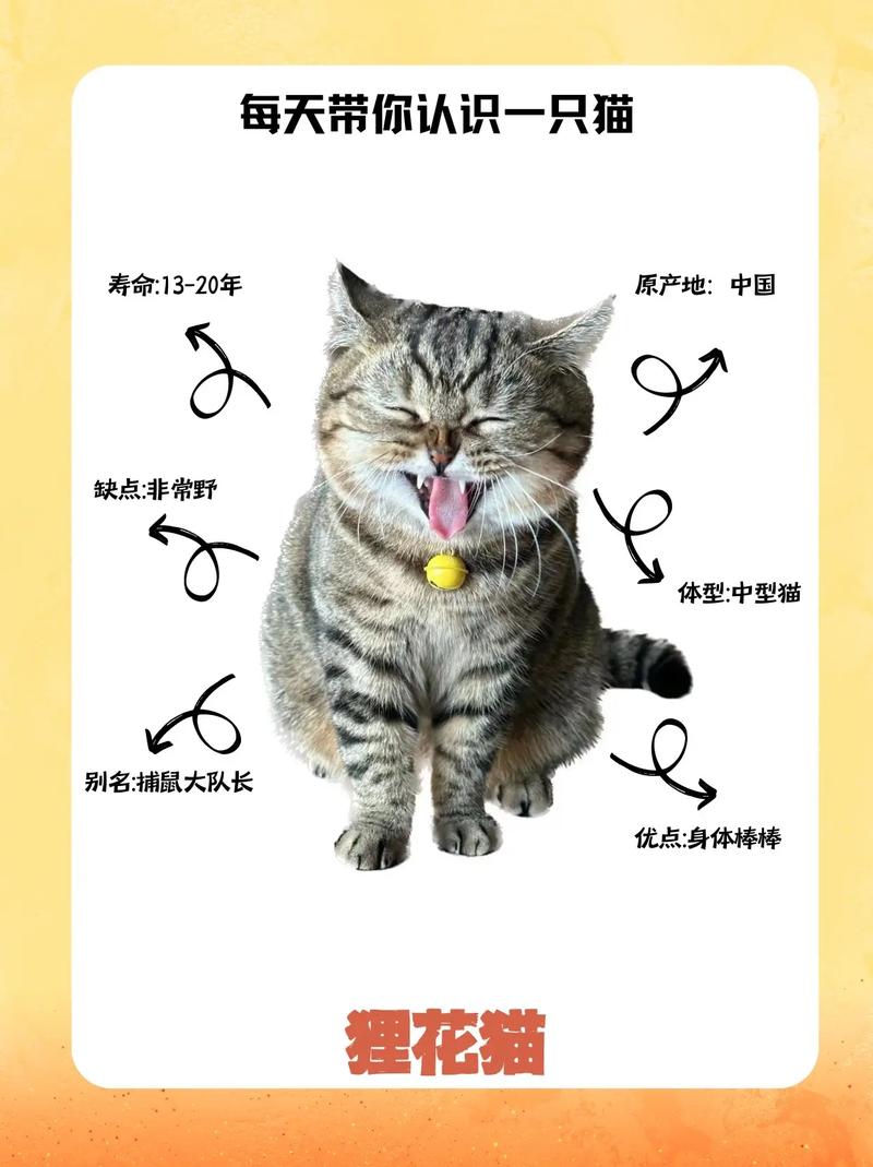 陕西夜狸猫事件详细经，陕西夜狸猫图片  第1张