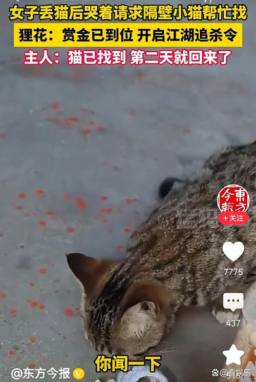 陕西夜狸猫事件详细经，陕西夜狸猫图片  第5张